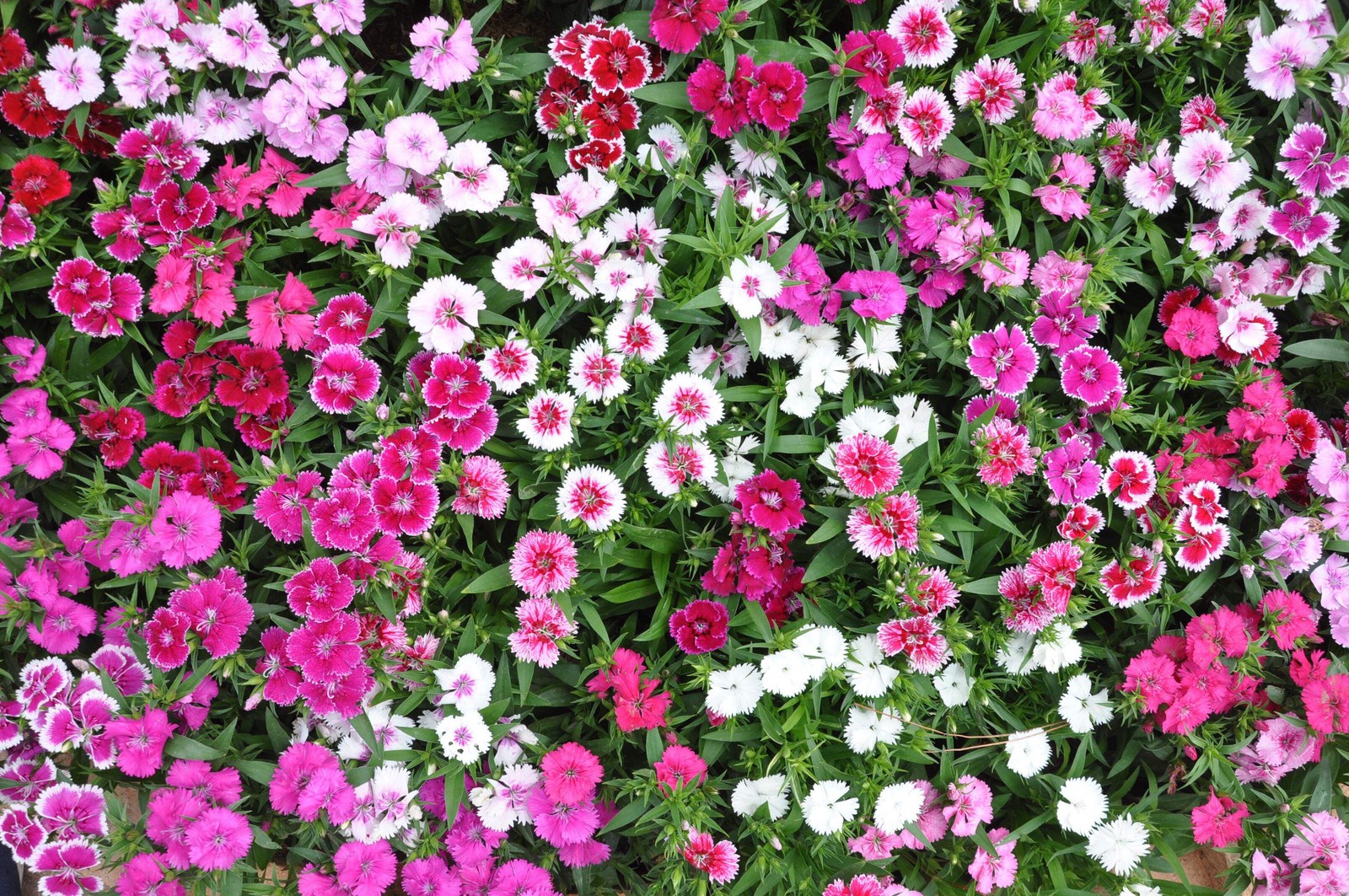 100 WEE Willie Dwarf SWEET WILLIAM Mixed Colors Dianthus Barbatus Flower Seeds