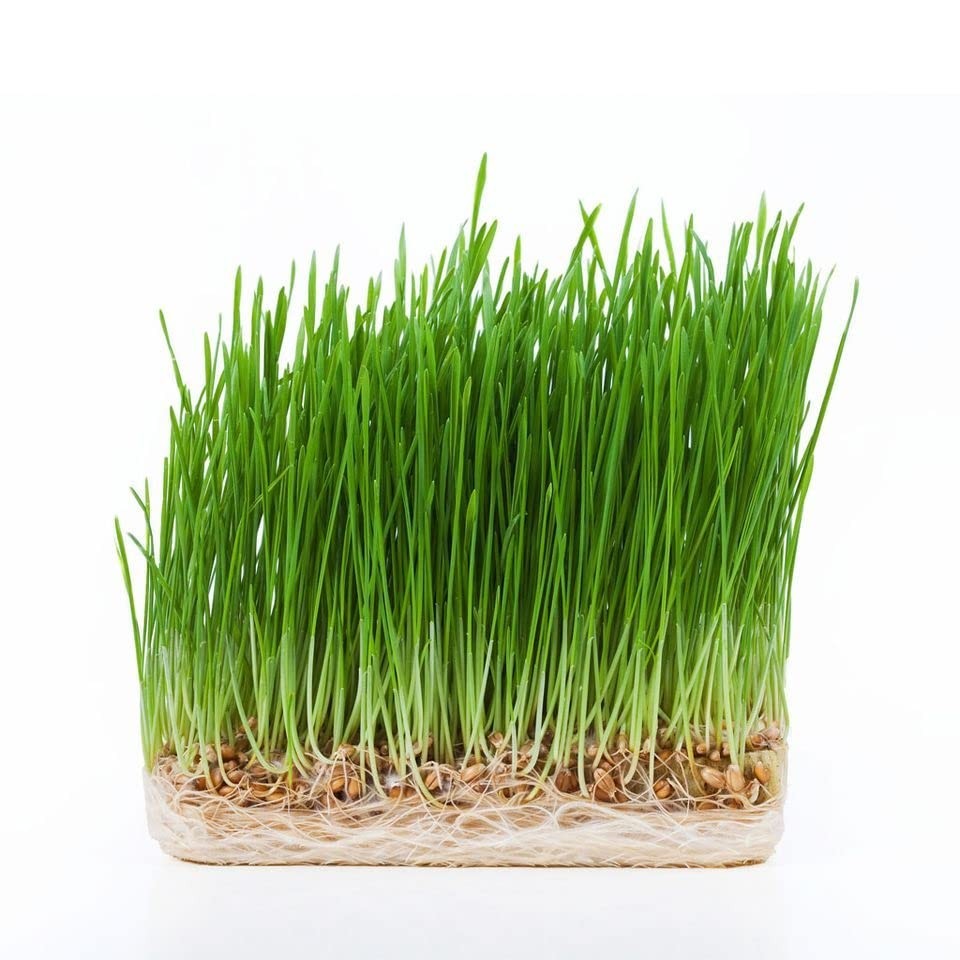 Non-GMO Hard Red Winter Wheatgrass Seeds – Chemical Free, High Germination (5 lb