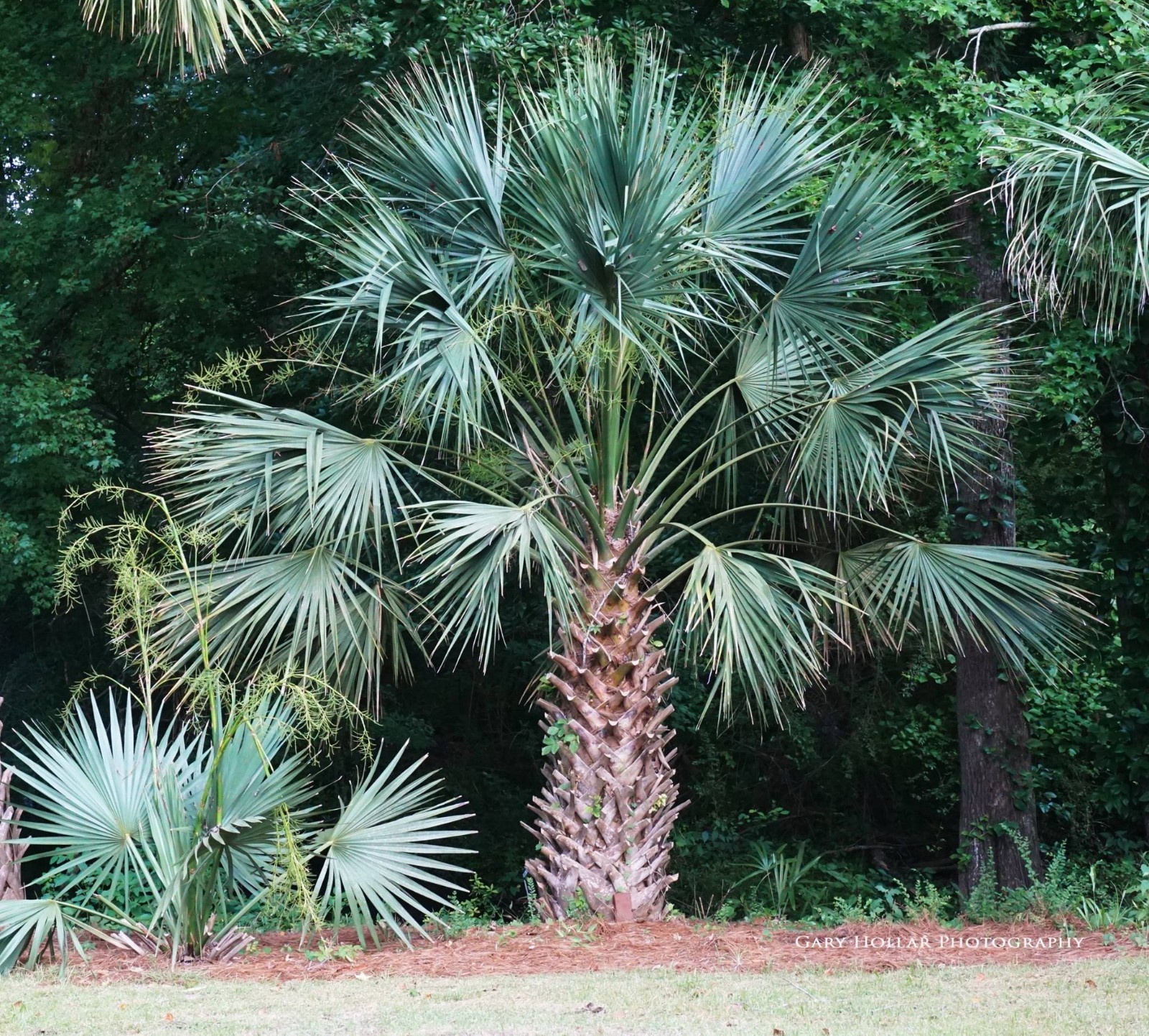 Sabal Birmingham Palm one gallon 3 yr old.