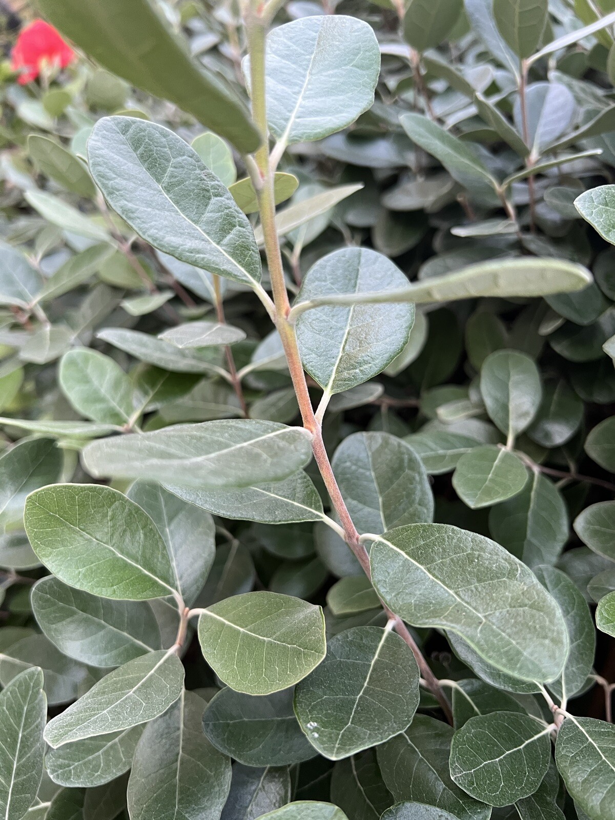 10 Pineapple Guava- Feijoa Tree Fresh Unrooted Cuttings 4″-6″ Hardy Zones 7b-11
