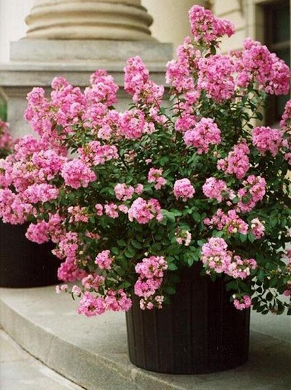 20 SEEDS CRAPE/CREPE MYRTLE flowering bloom tree bush rare exotic plant garden