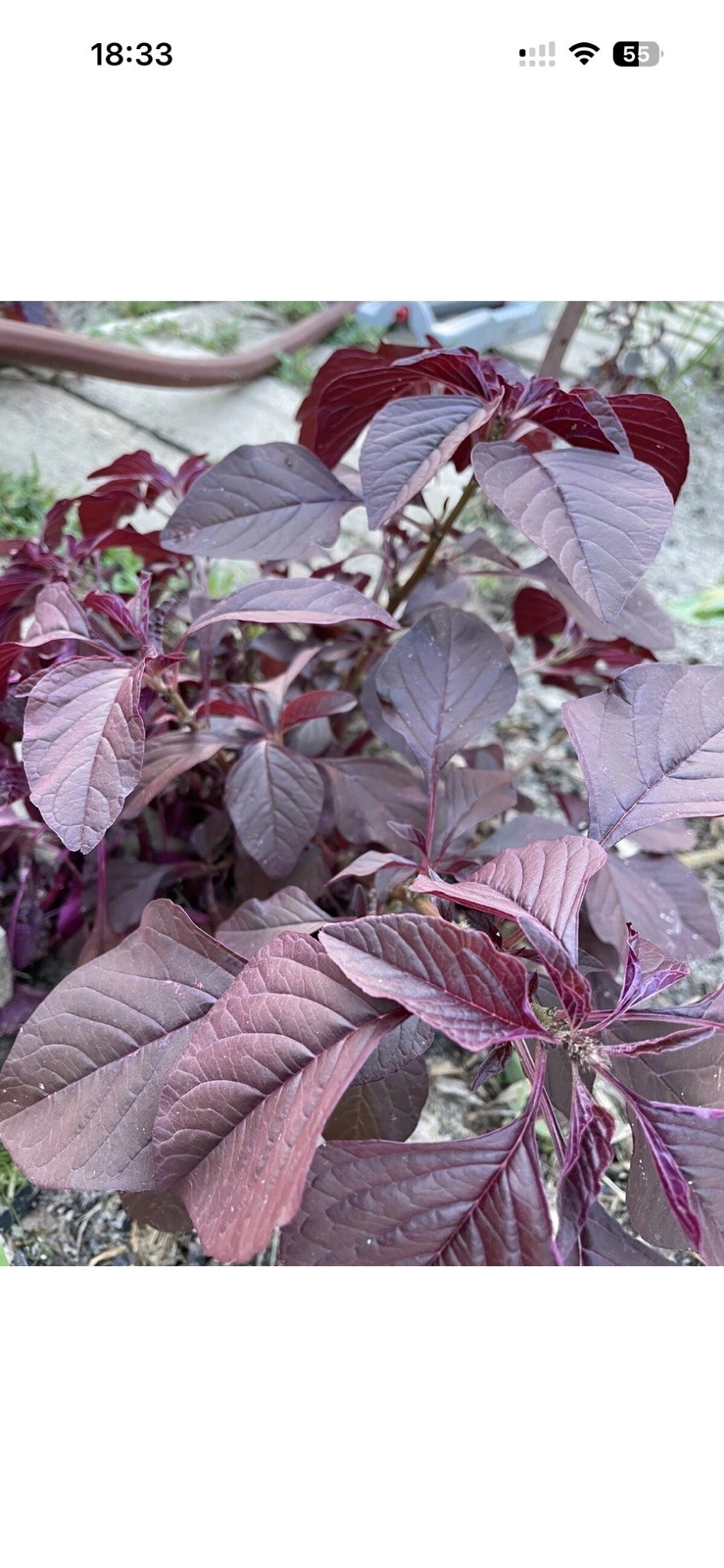 1000 Red Garnet Amaranth Seeds, Edible Amaranth, Amaranthus tricolor