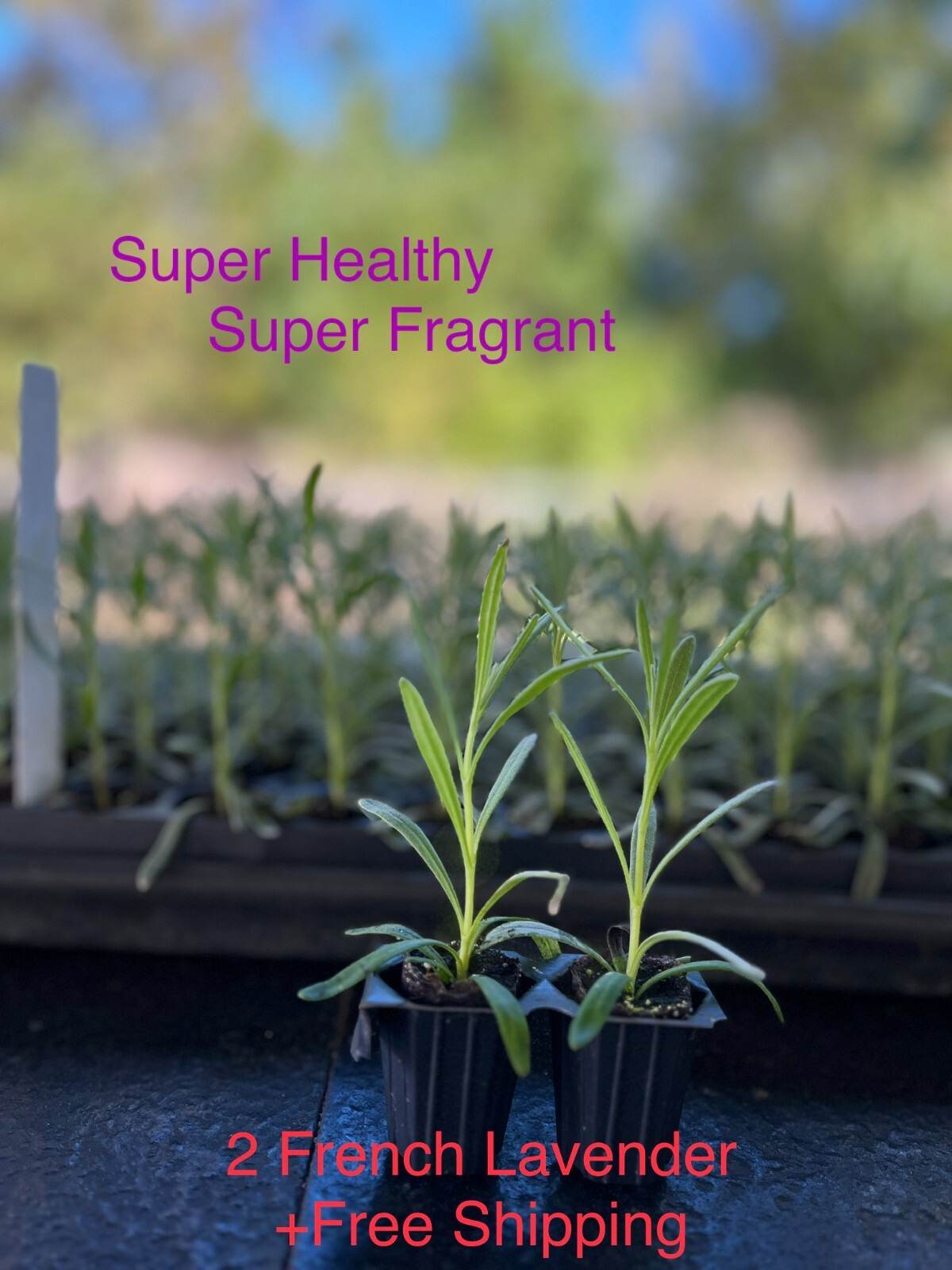 2 Lavandula x Intermedia | French Lavender Starte Plant | Super Fragrant