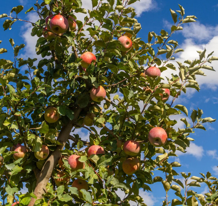 Fuji Apple Seedling Plant – 7-10″ Tall – Fruit Tree for Backyard Orchard, Garden