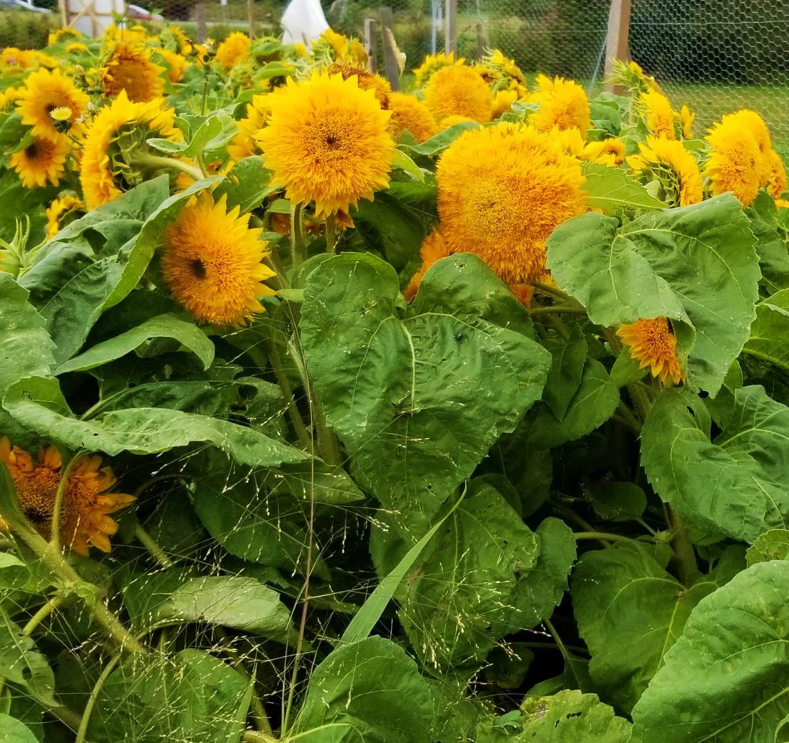 Tall Teddy Bear Sunflower Seeds | Giant Sungold Big Gold Sun Flower Seed 2024