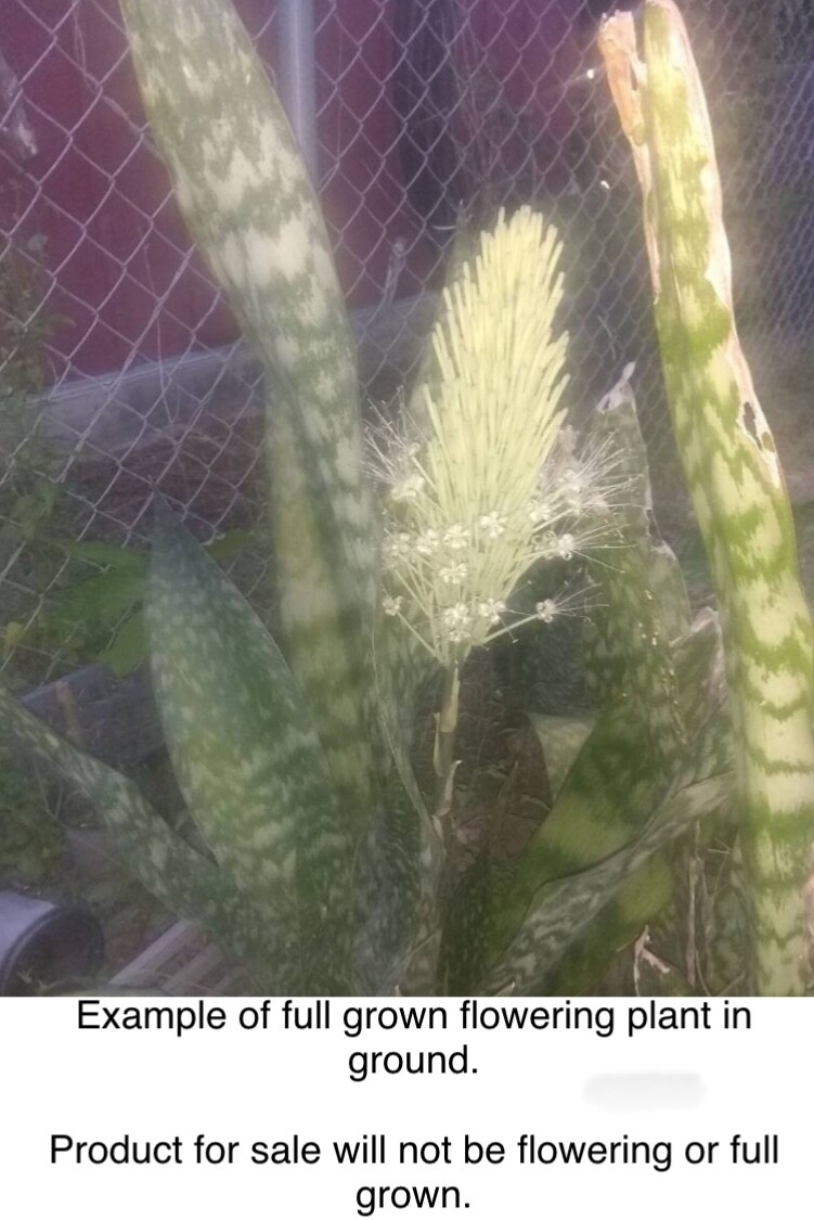Jaboa live plant Giant Snake indoor outdoor Plant Sansevieria Flowering