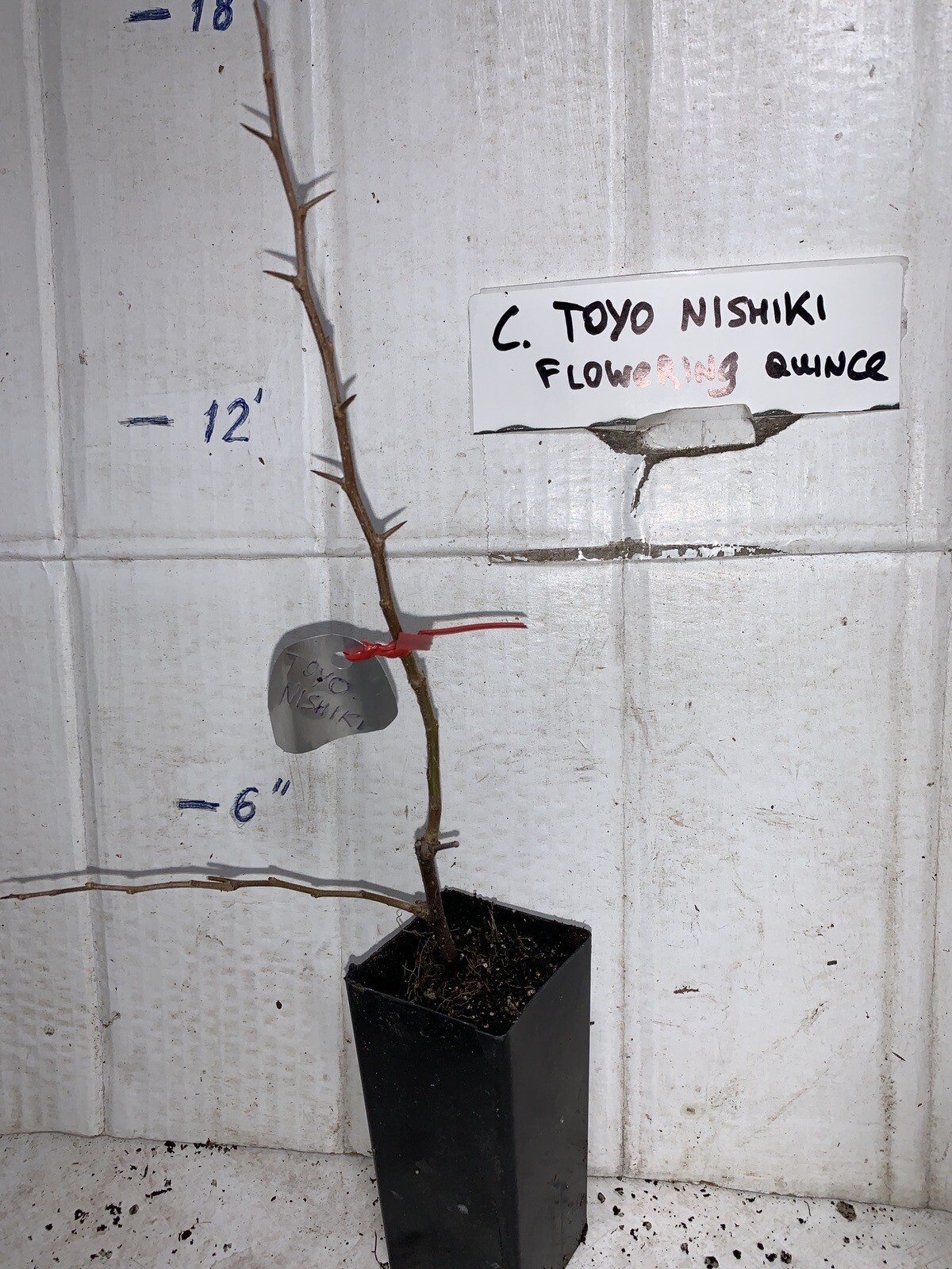 Chaenomeles Speciosa “T o y o Nishiki” (Pink Flowering Quince) Plant