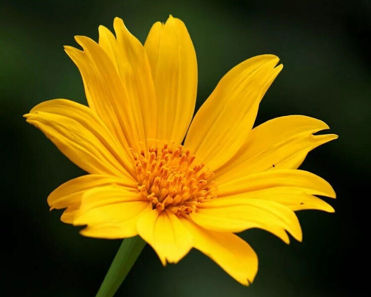 12 cuttings REAL TITHONIA DIVERSIFOLA perennial Mexican sunflower ORGANIC GROWN