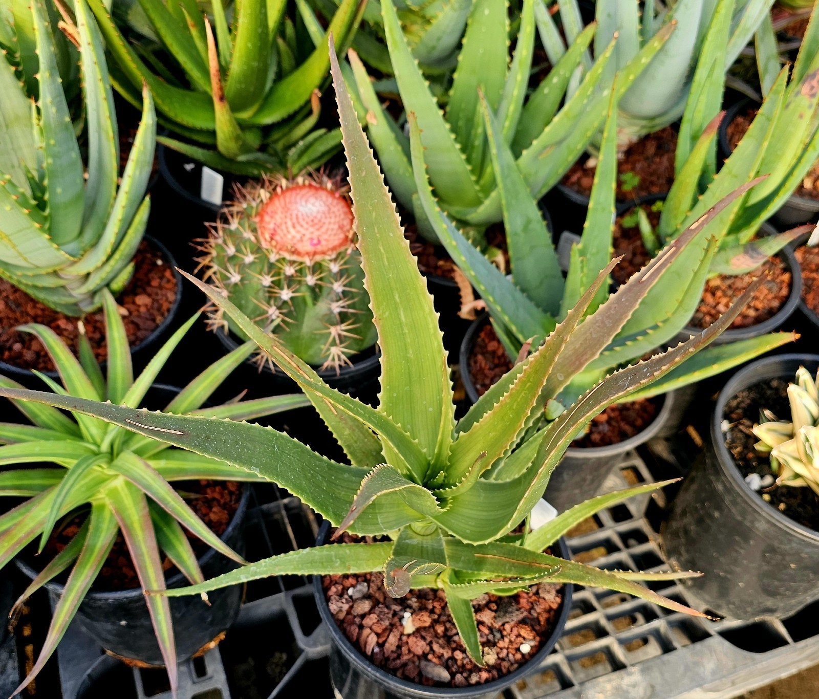 Rare 1g Aloe Mandotoensis – Madagascar Top Shelf Seed Grown