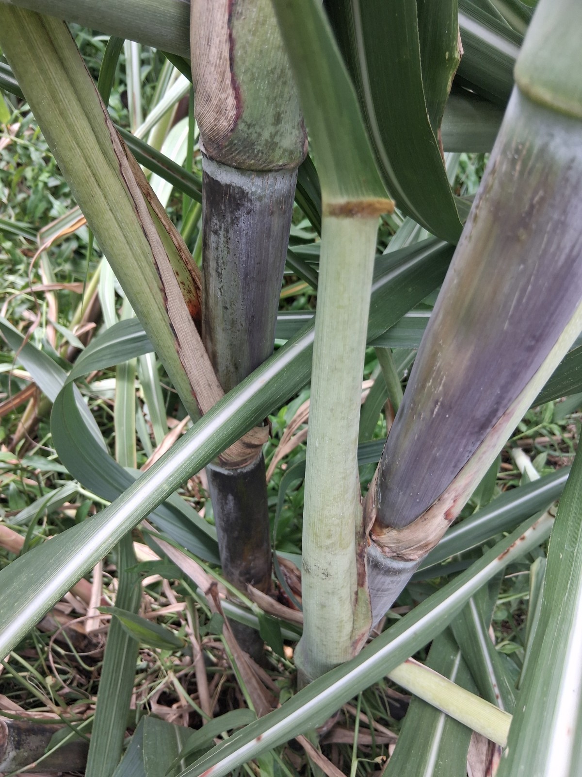 *LOUISIANA HEIRLOOM PURPLE SUGARCANE SYRUP TWO CUTTINGS FRESH! FREE SHIPPING*