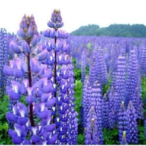 40+ Blue Lupine Flower Seeds / Reseeding Annual / Lupinus / Texas Blue Bonnet