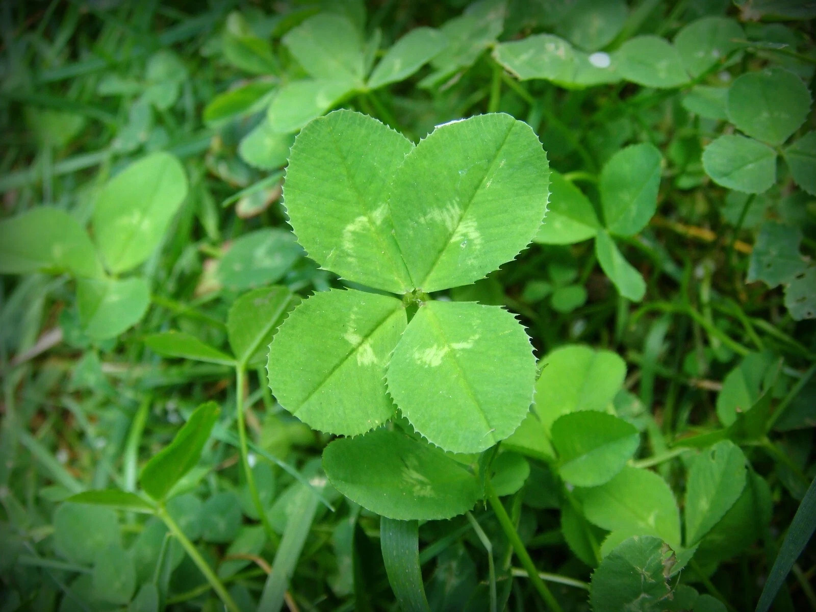 White Dutch Clover Cover Crop Seeds | FREE SHIPPING!