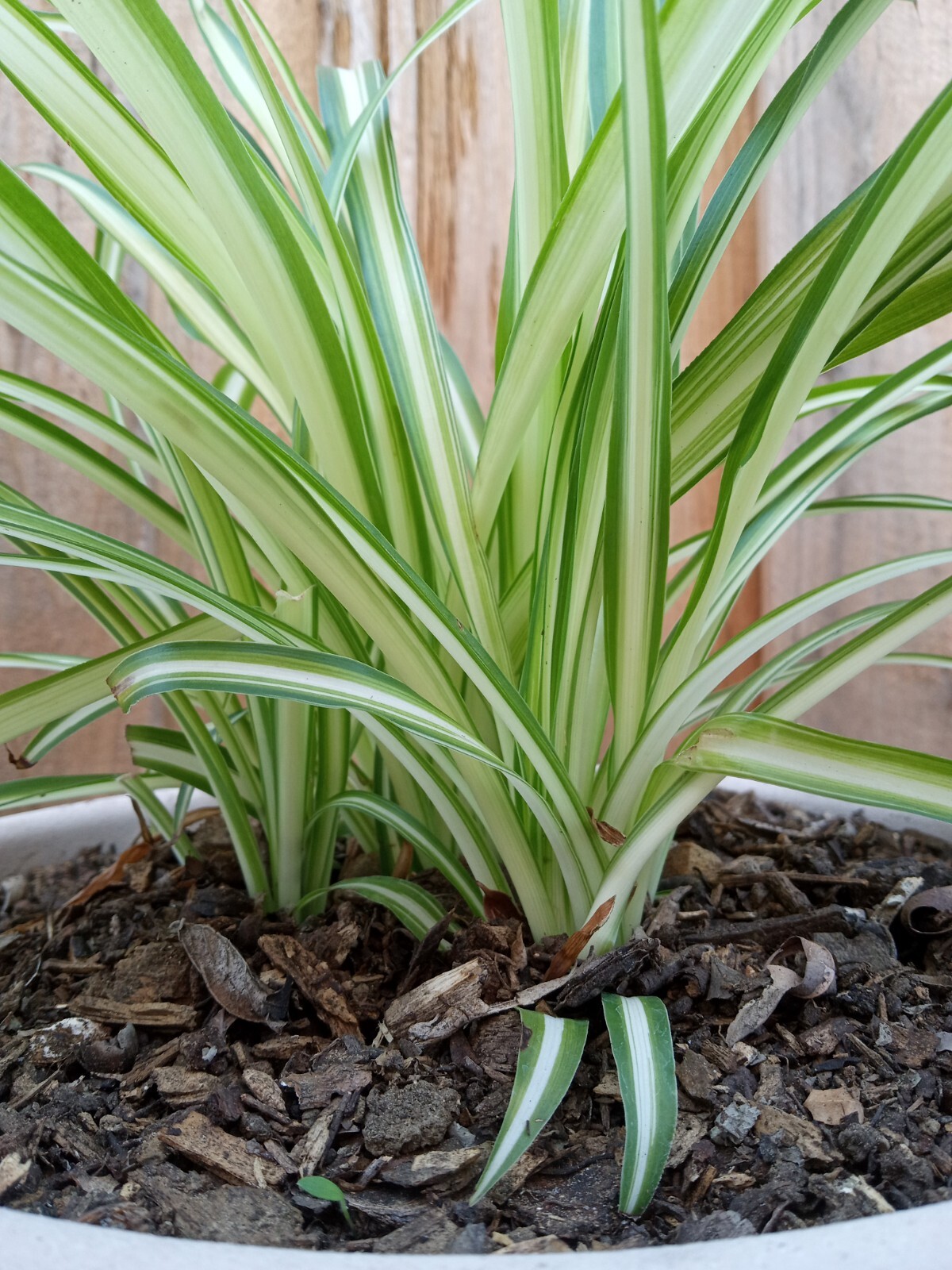 1 Variegated Live Spider Plant Pup ‘Chlorophytum Comosum” Rooted-Ready to Grow