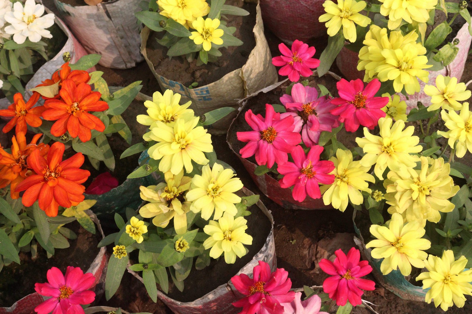 250 ORANGE CLASSIC ZINNIA Elegans (Narrow Leaf / Creeping Zinnia) Flower Seeds