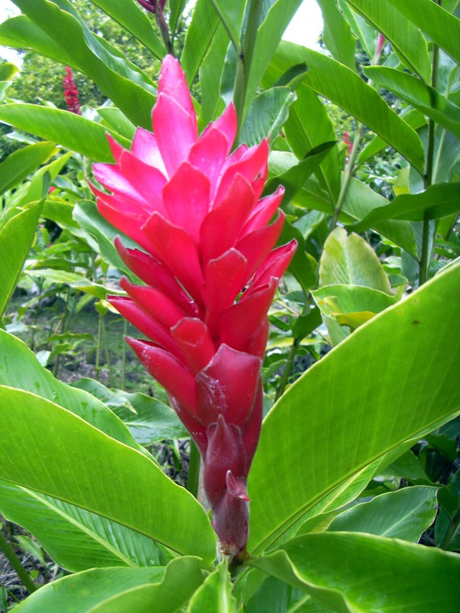 3 HAWAIIAN TROPICAL RED GINGER PLANT ROOTS – Fragrant Easy Grow Indoors Outdoors