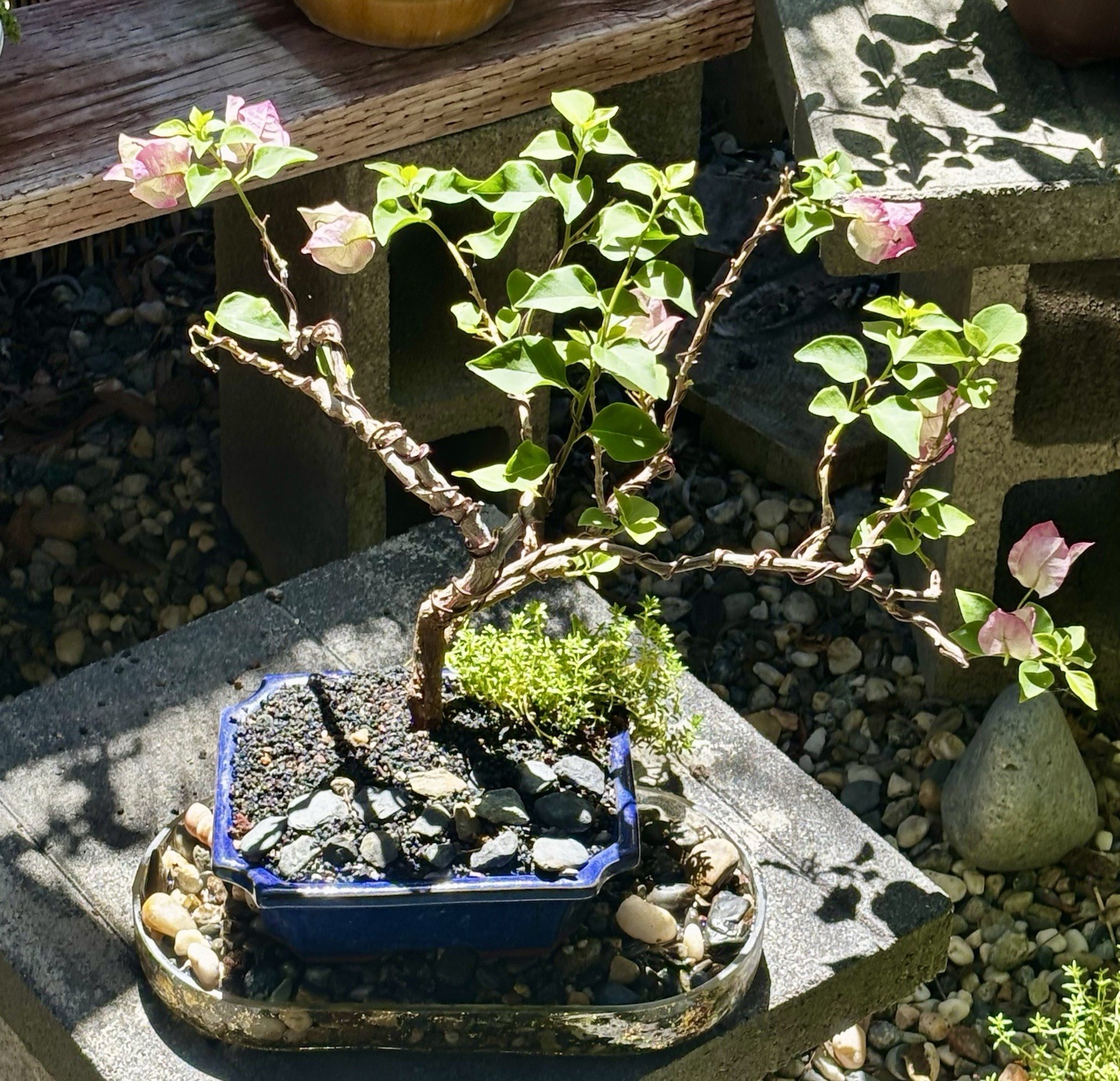 15 YEAR OLD BOUGAINVILLEA BONSAI TREE. WHITE & PINK FLOWERS “YANI’S DELIGHT”