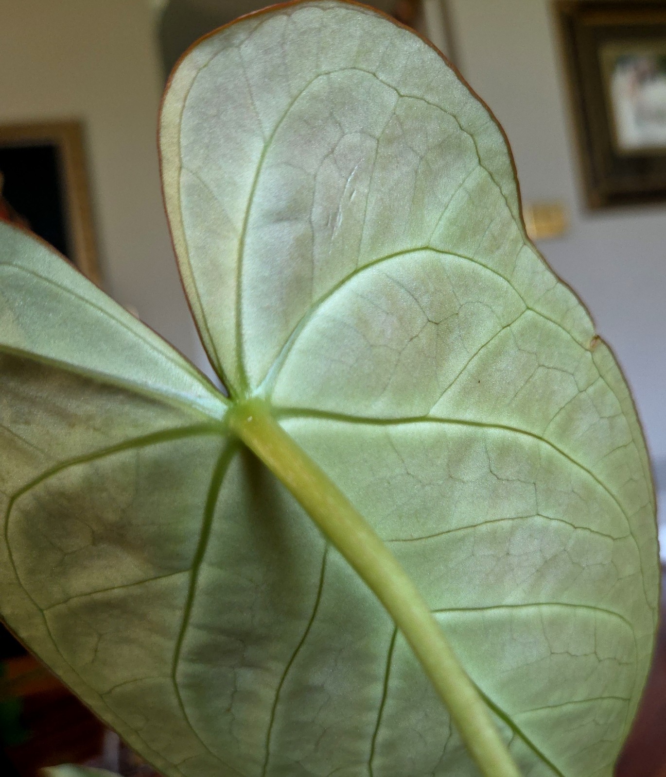 Rare XL Anthurium Dorayaki X Silver Blush 21″ Tall Not Philodendron Monstera