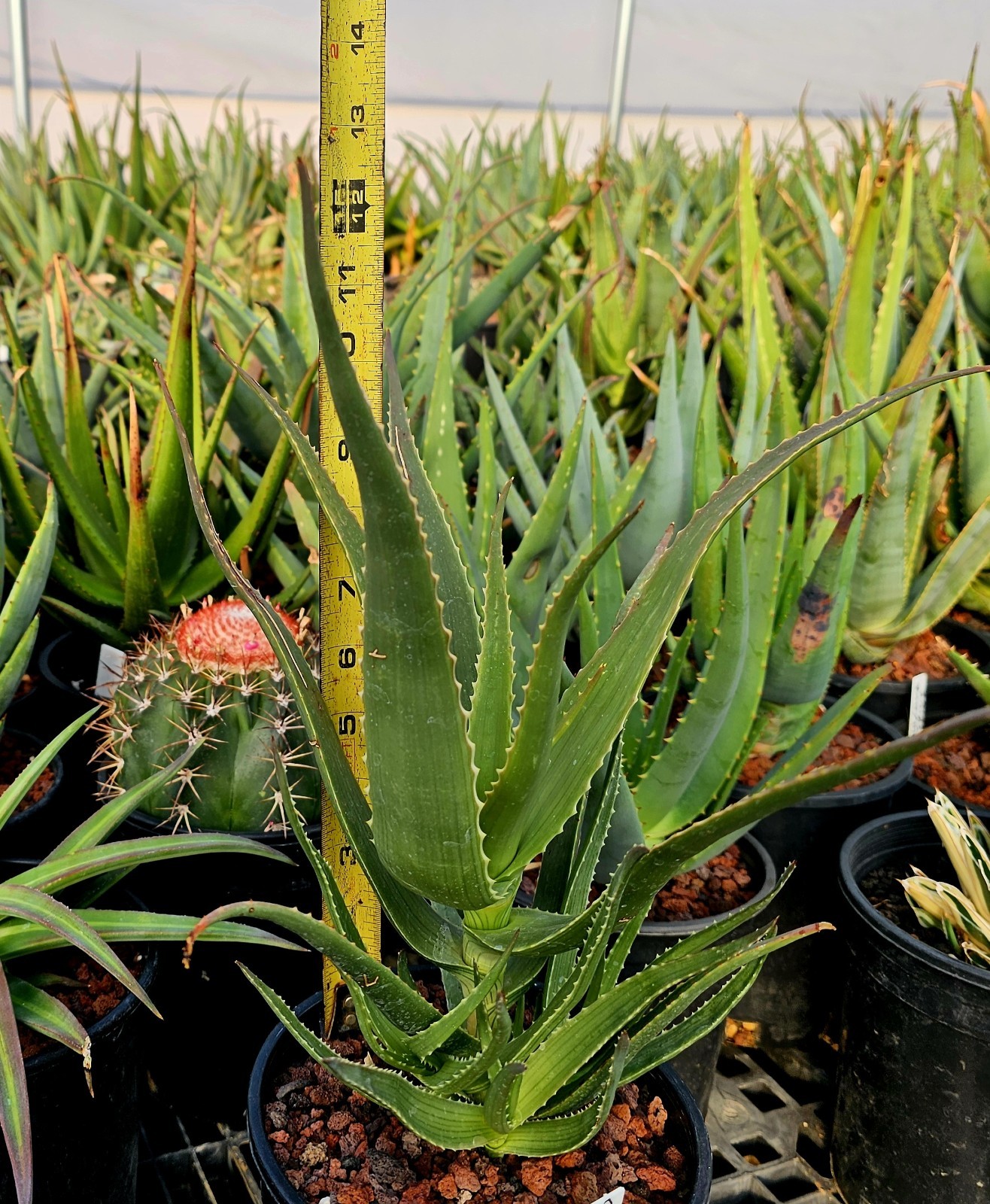 Rare 1g Aloe Mandotoensis – Madagascar Top Shelf Seed Grown