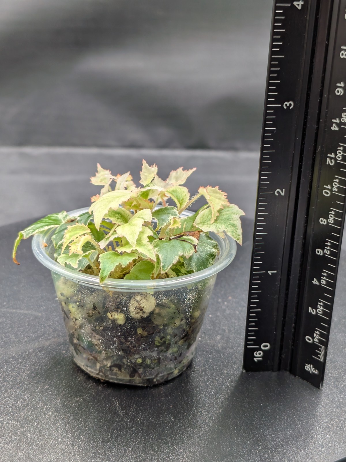 Variegated Begonia Prismatocarpa-SMALL, Terrarium Grown. Micro/Dwarf Leaf Plant