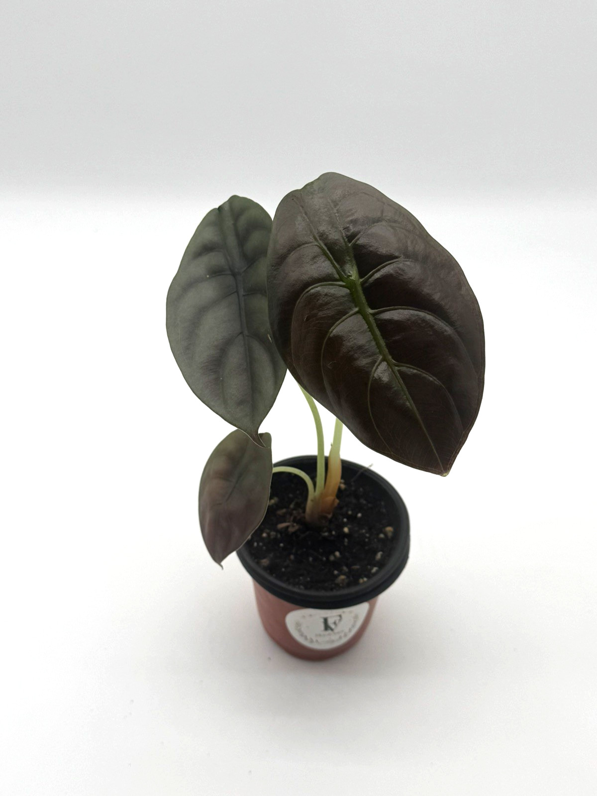 Alocasia Cuprea Red Secret Live Plant 4″ Pot Rare Jewel Alocasia Houseplant