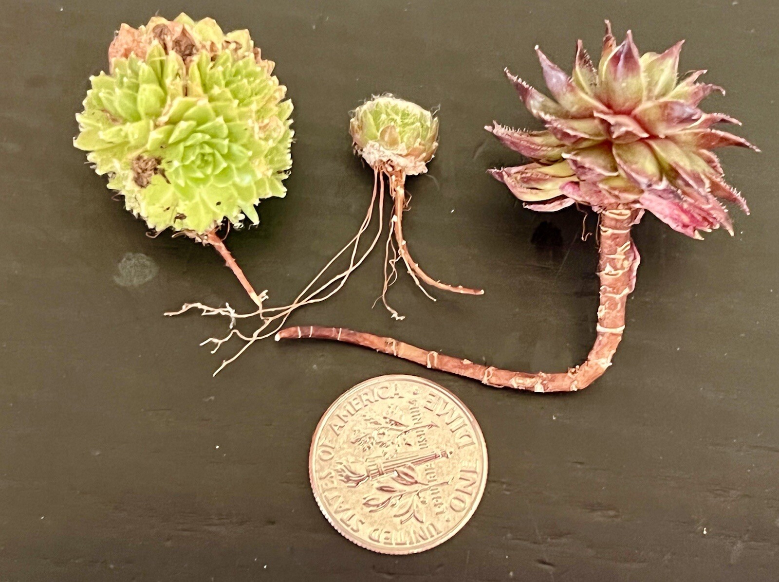 SALE on 10 Baby Sempervivum 10 varieties of Healthy Hens & Chicks +/- 1 in size