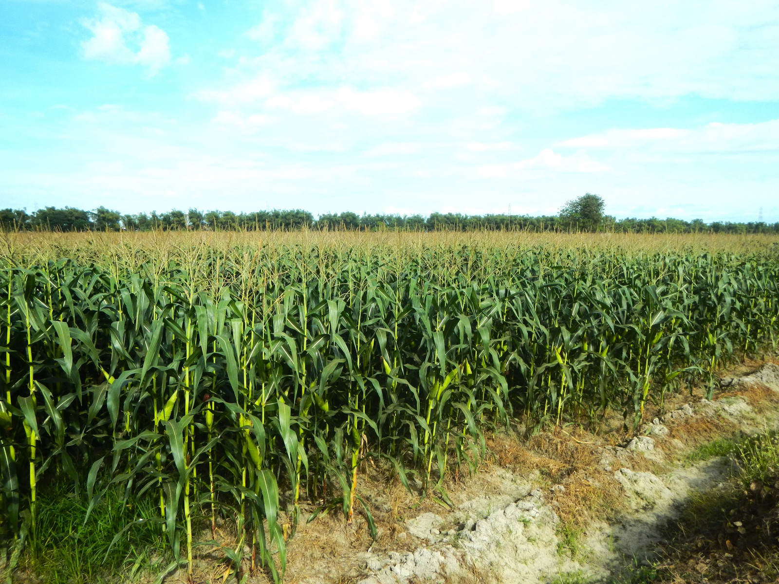 Honey Select Triple Sweet Corn Seeds | AAS Winner Untreated Yellow SY Seed 2023