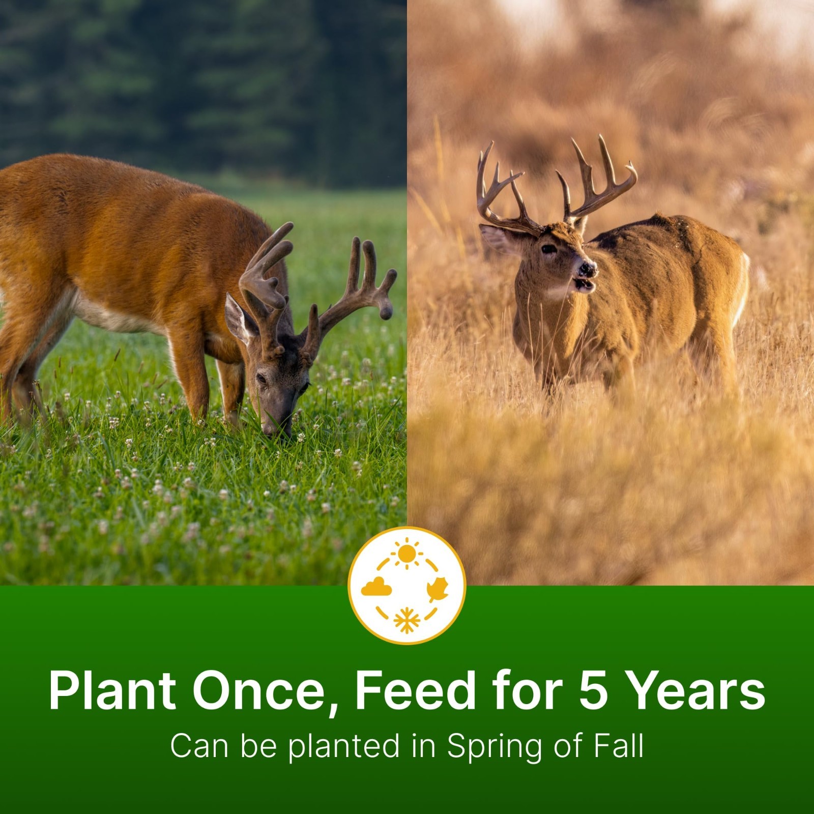 Alfalfa & Clover Food Plot Seeds for Deer – Perennial Mix, 5 lbs – Spring/Fall P