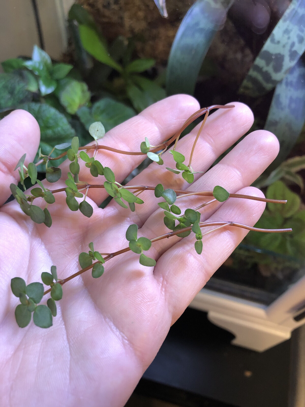 Pilea Glauca Silver Sparkle Tropical Terrarium Plant Lot Of 3 Stem Cuttings