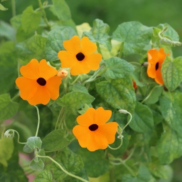 BLACK EYED SUSAN VINE 20 Seeds Thunbergia Alata