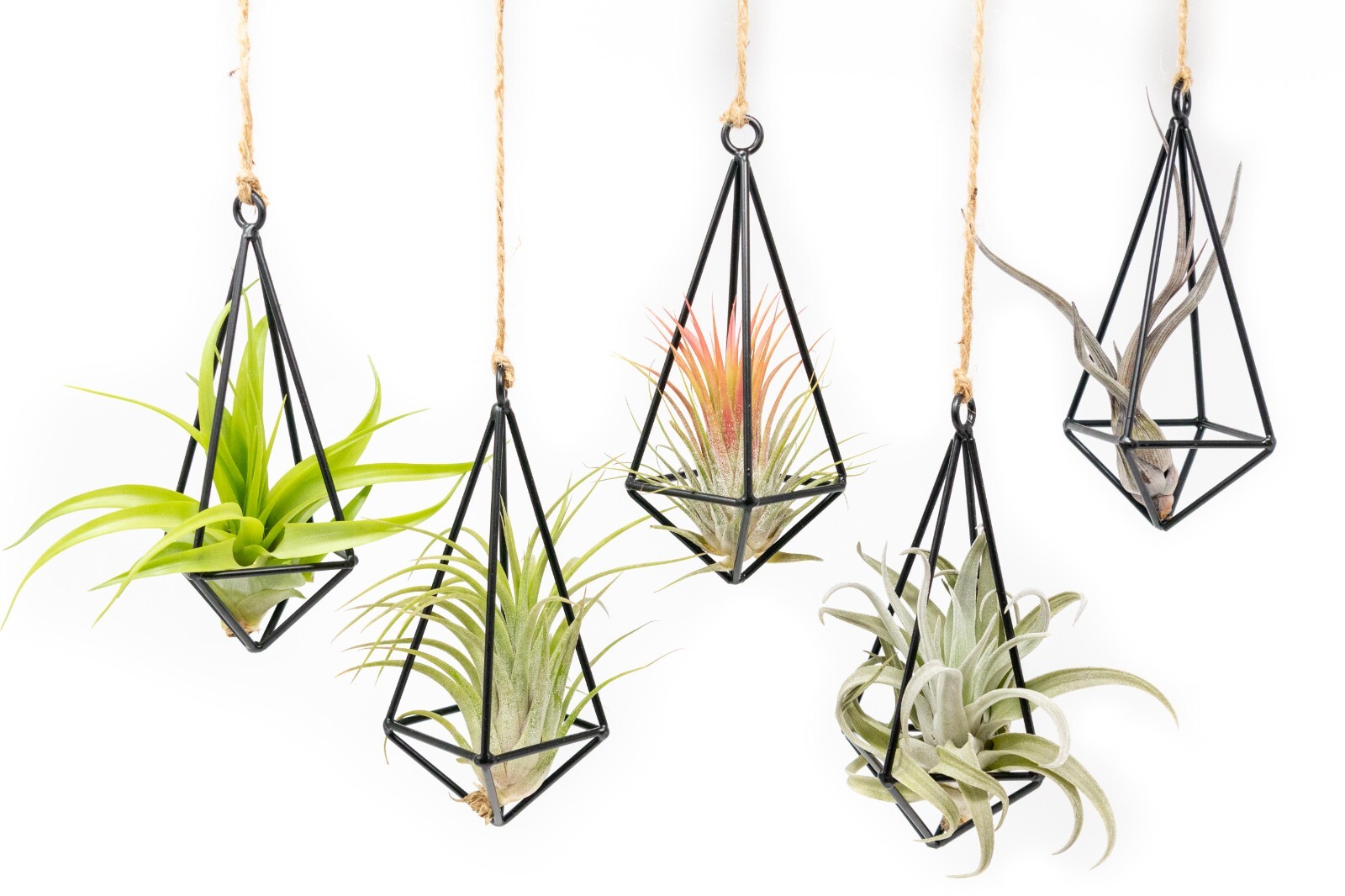Hanging Black Metal Pendant with Medium Air Plant – Wholesale Tillandsia Decor