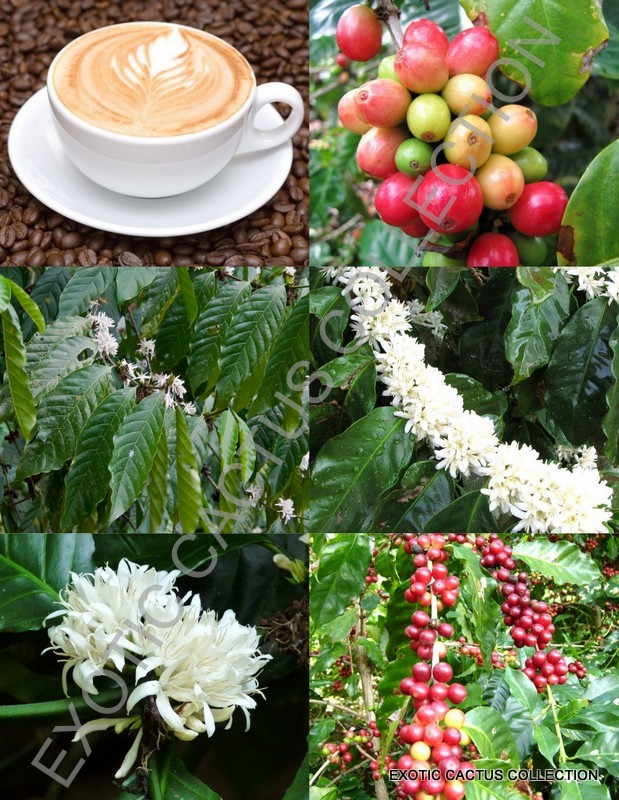 Coffea arabica, tropical coffee bean tree rare shrub exotic cafe seed 10 SEEDS