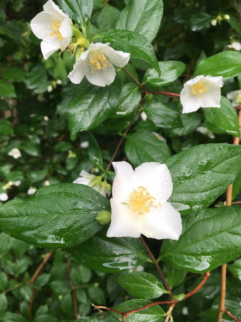 English Dogwood White Flowering Mock Orange Tree Bush 100 Seeds USA Seller