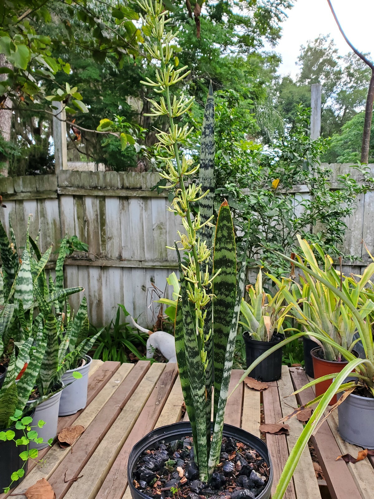 Snake Plant, 10″ + tall Mother-In-Law’s Tongue, Sanseveria Live,