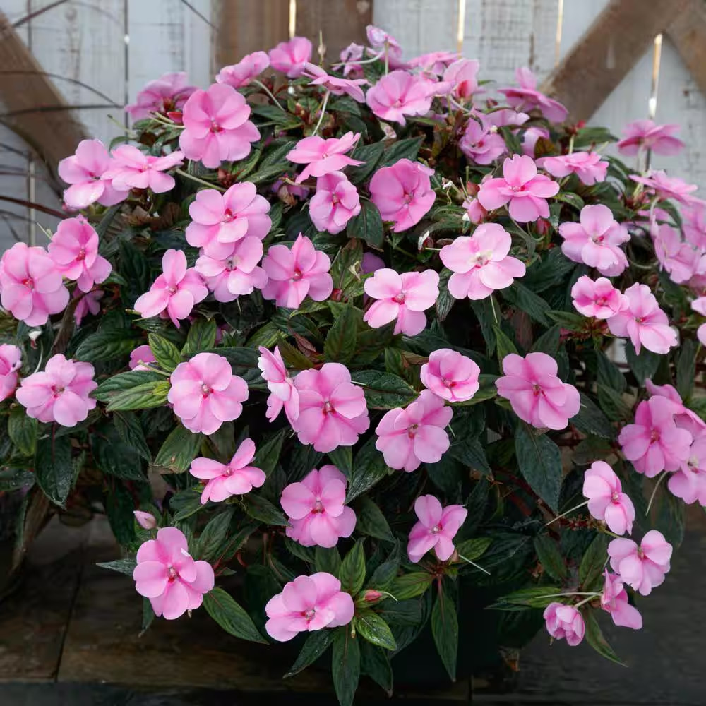 2.5 In. Vigorous Lavender Splash Sunpatiens Impatiens Outdoor Annual Plant with