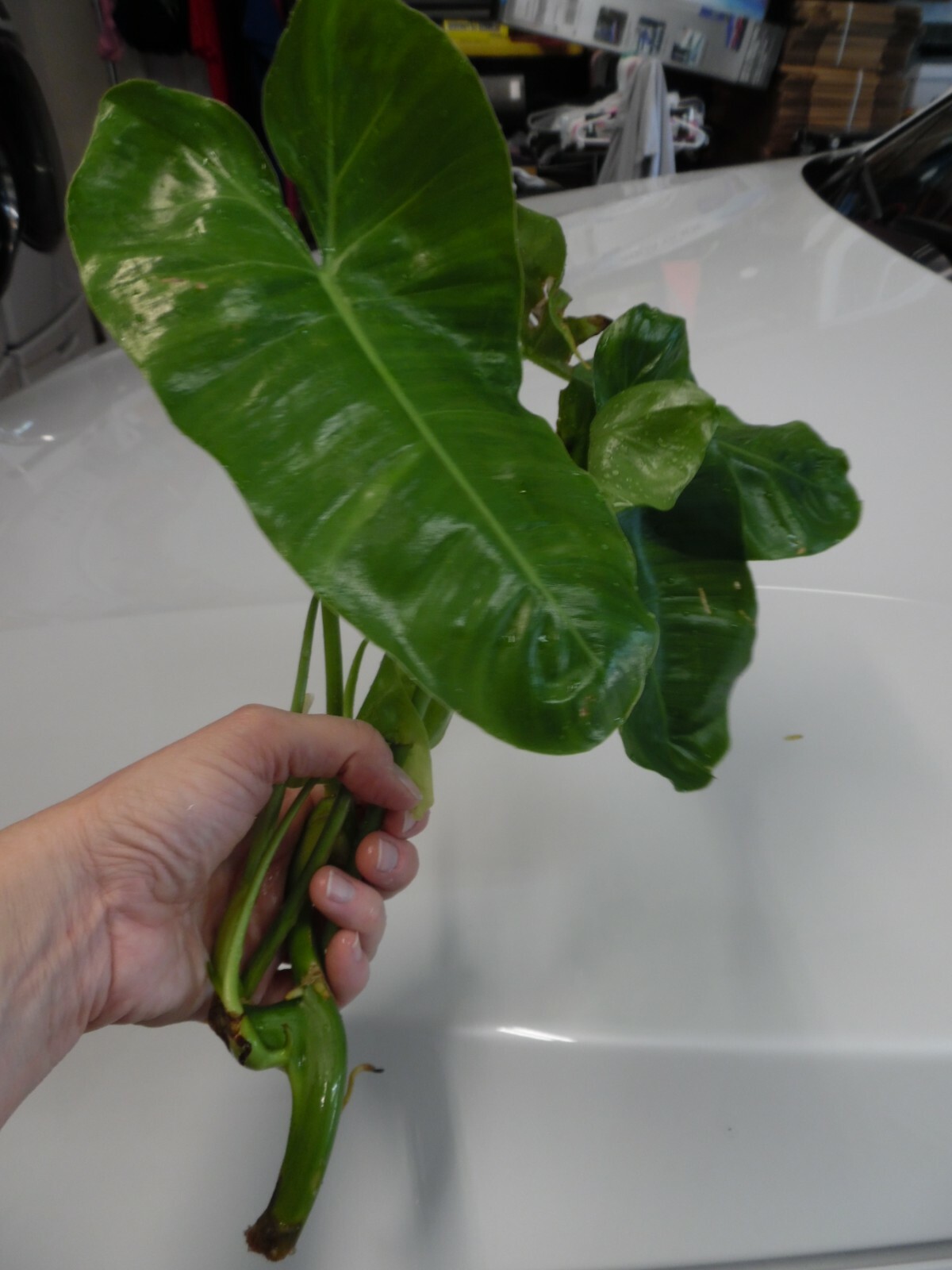 Burle Marx PHILODENDRON one tropical plant clipping