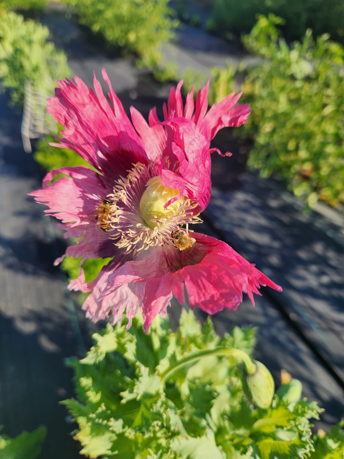 Izmir Poppy Mystery Mix Papaver Somniferum