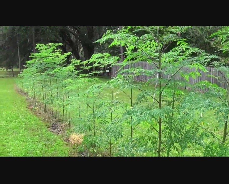 Moringa Oleifera Seeds Organic for planting Non GMO