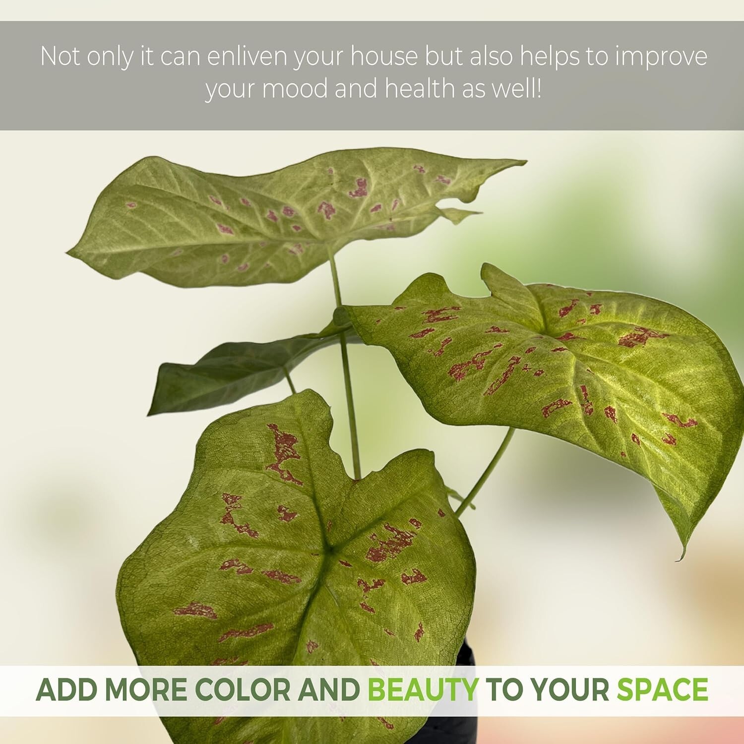 Caladium Limelite Fancy (2-Pack) by LEAL PLANTS ECUADOR – Pink Symphony Bulbs