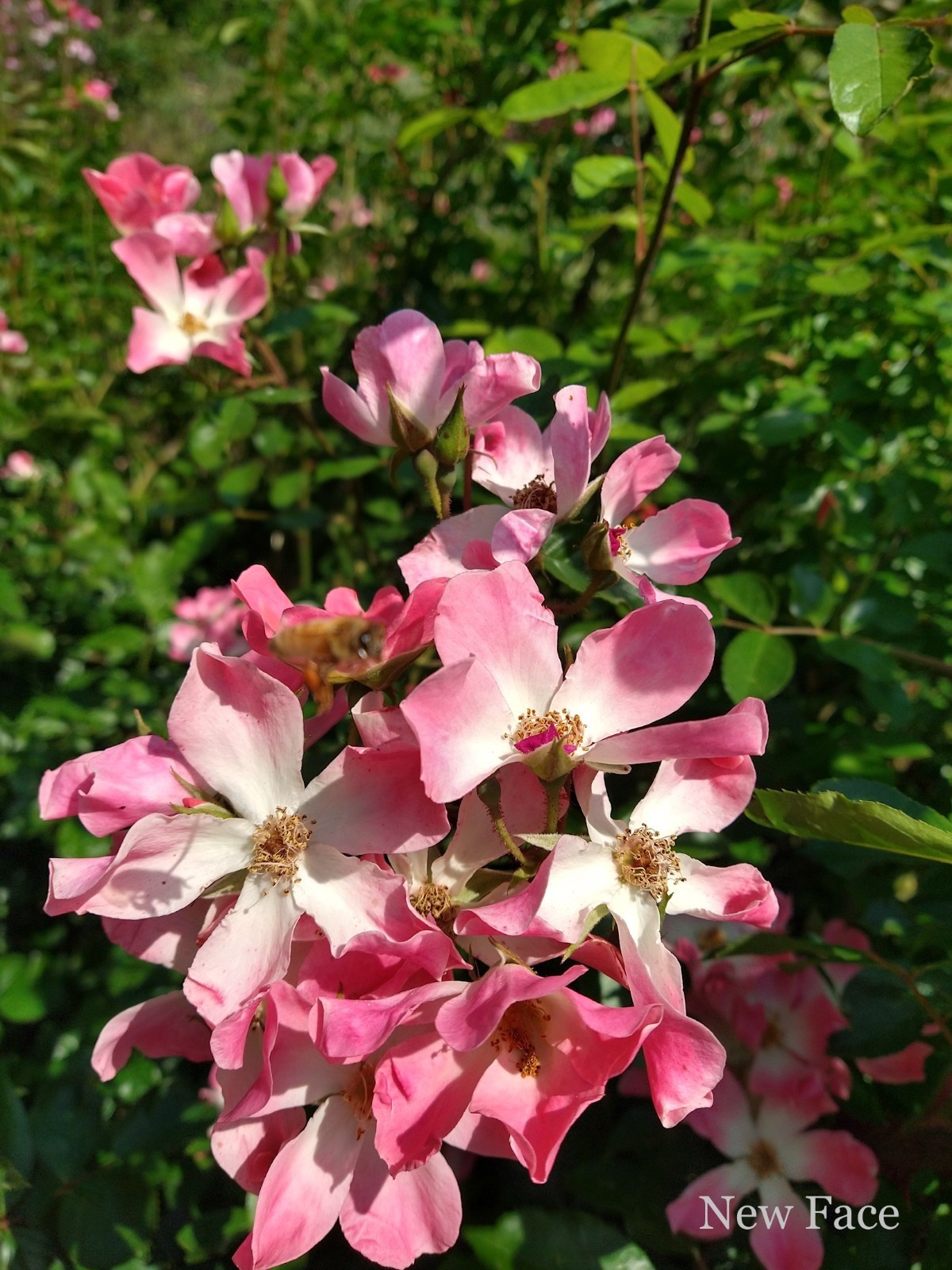 New Face Live Rose Plant Shrub Rose 6″ Container Reblooming Own- Root Vigerous