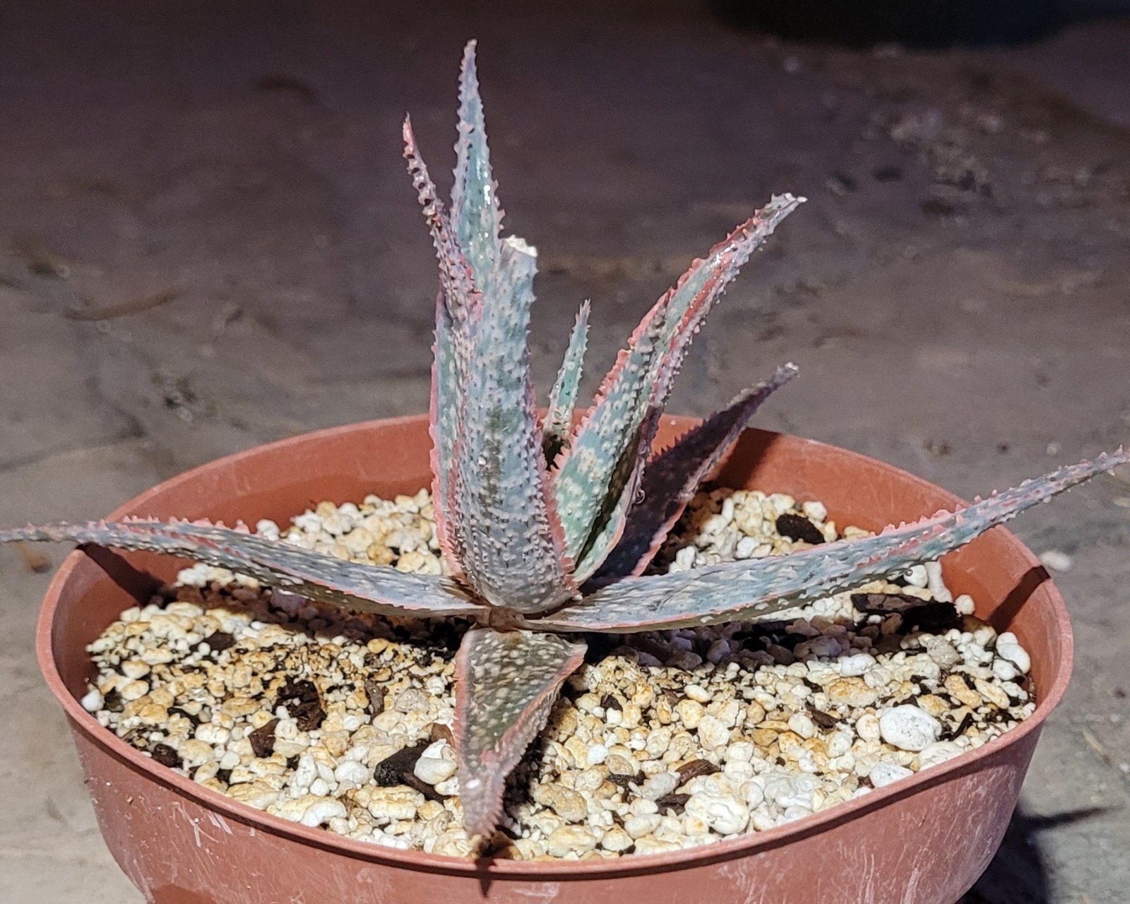 Aloe ‘Bright Star’ Kelly Griffin Hybrid 6″ Wide – Bare Root