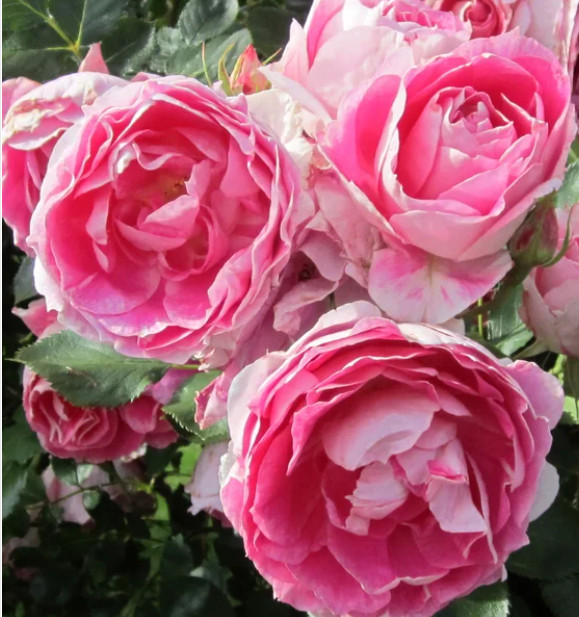 Heirloom Climber Eden Rose Own-root Potted Gift White Pink Red Fragrant FreeShip