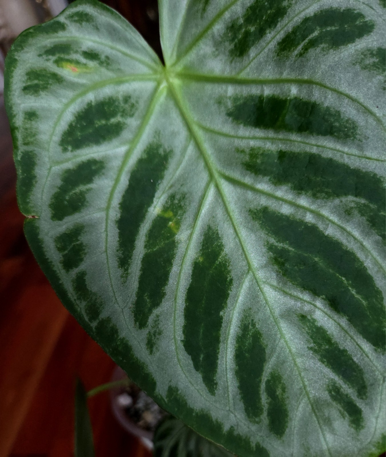 Rare XL Anthurium Dorayaki X Silver Blush 21″ Tall Not Philodendron Monstera