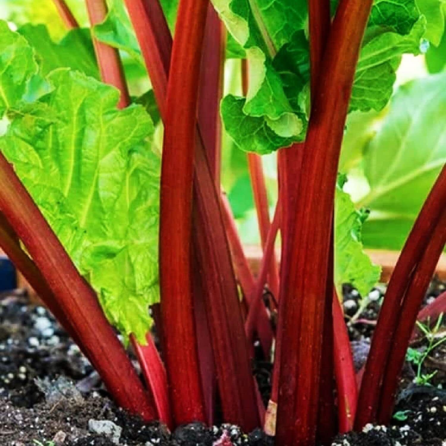 Votaniki XXL Victoria Rhubarb Crown – Perennial, High Yielding Rhubarb Crown Re