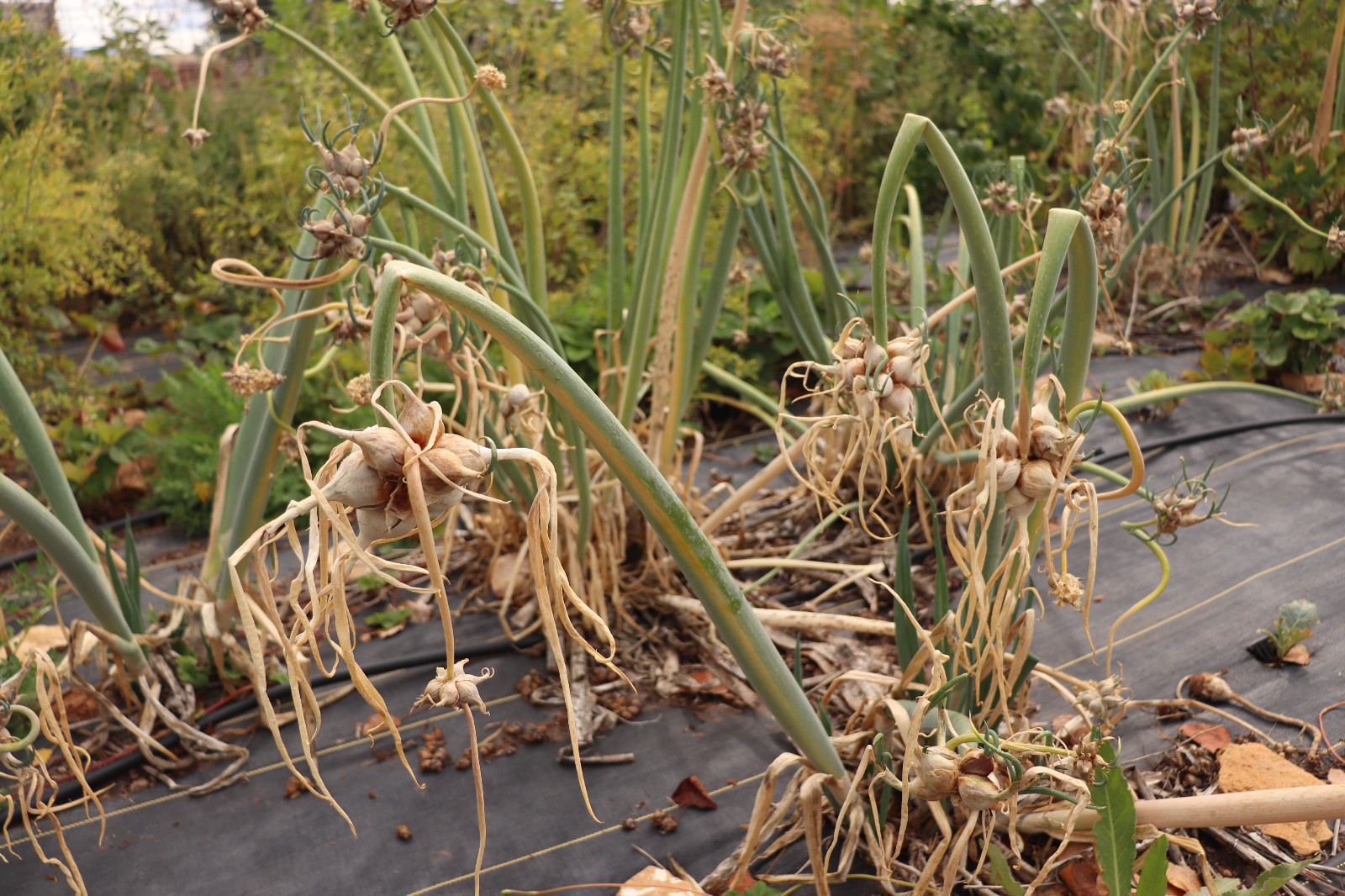 10+ Top Set Organic Egyptian Walking Onion Bulblets Bulbs SUPER Hardy Colorado