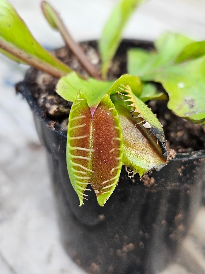 1 Potted Live “Maroon Monster” Venus Flytraps in a 2-inch pot