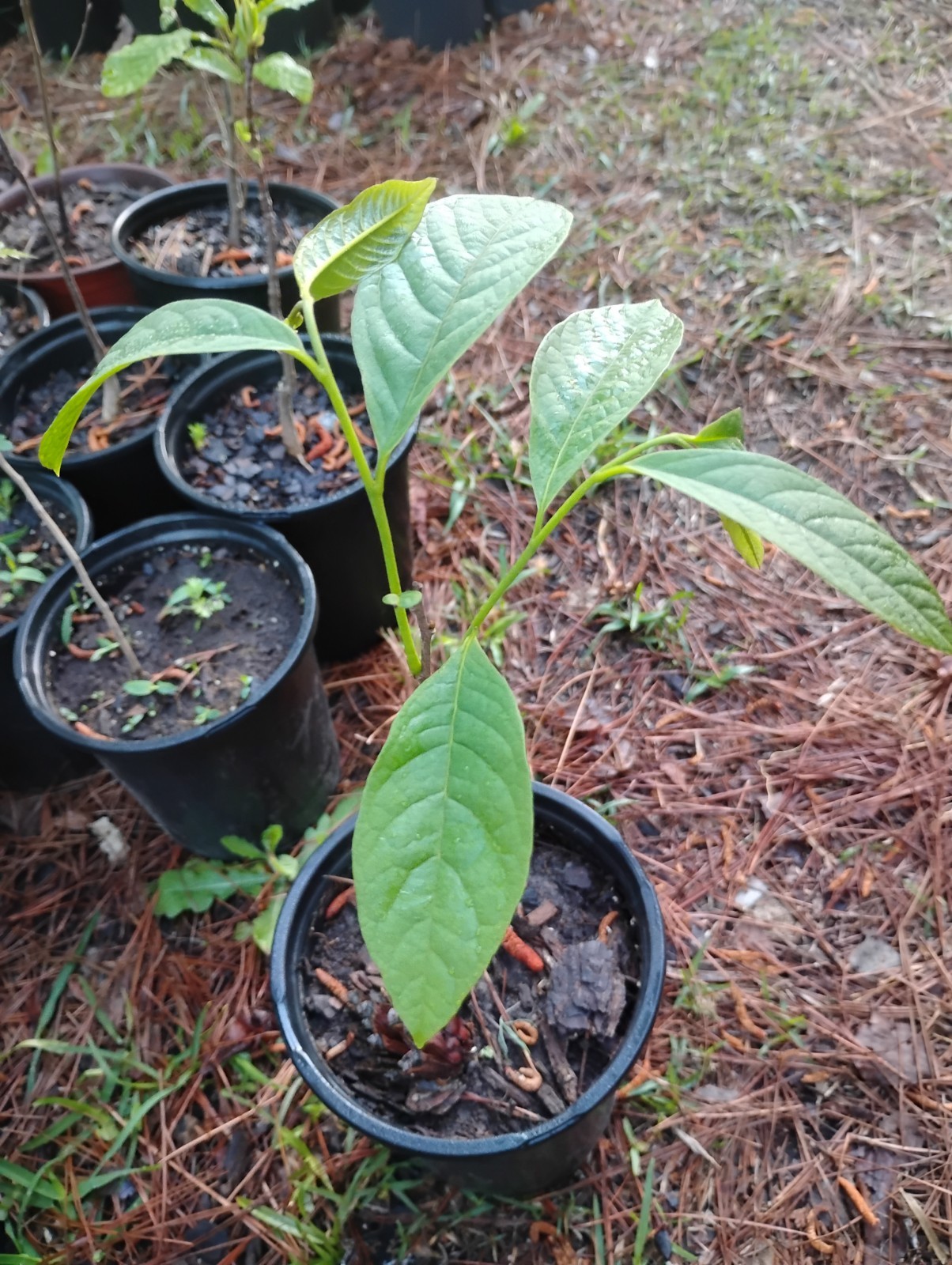 American Paw Paw Tree, 1 Gallon Pot.