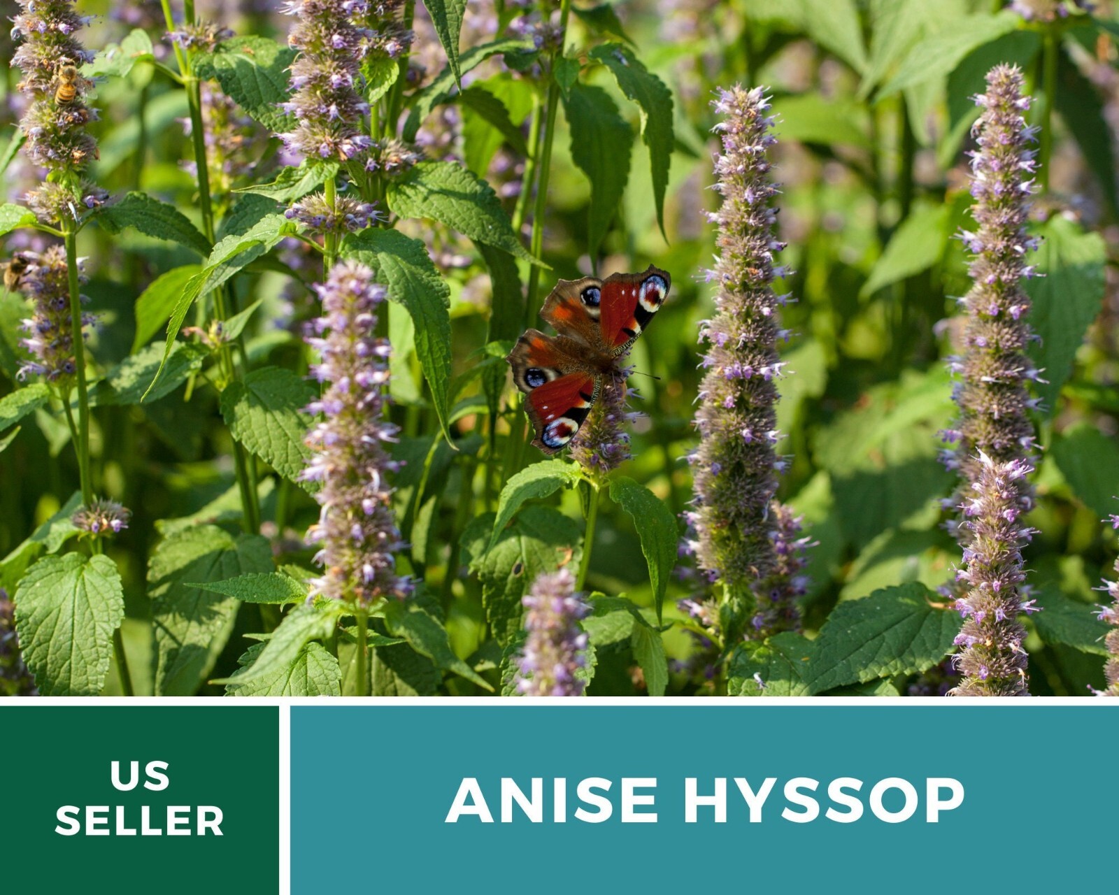 Hyssop, Anise – 200 Seeds – Culinary & Medicinal Herb – Agastache foeniculum