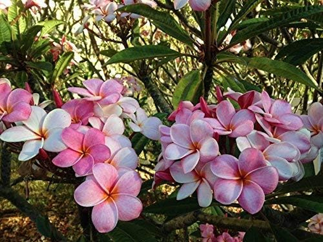 Mixed Hawaiian Plumeria Frangipani Cuttings Red White Yellow Pink 8″-10″ Long (P