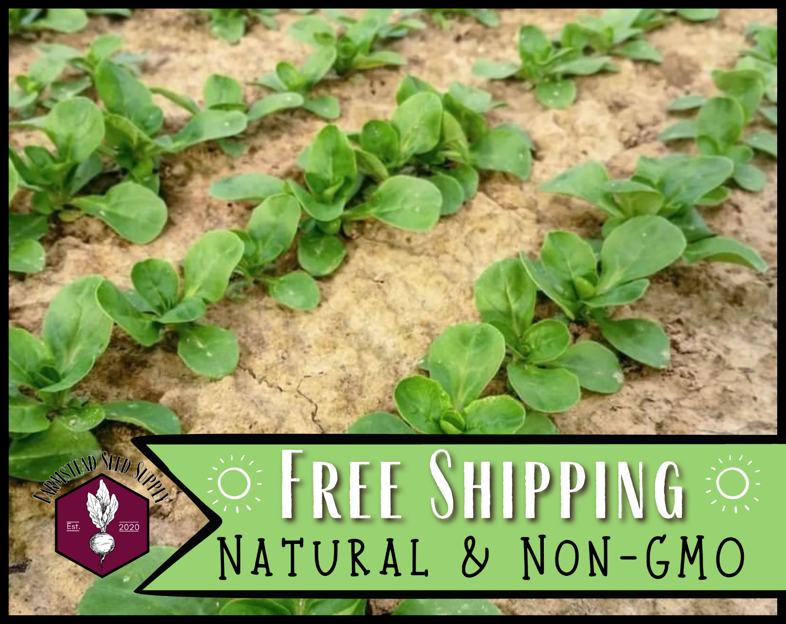 1,000+ Corn Salad Seeds [Dutch Mache] Rare Vegetable Gardening Seed Packet