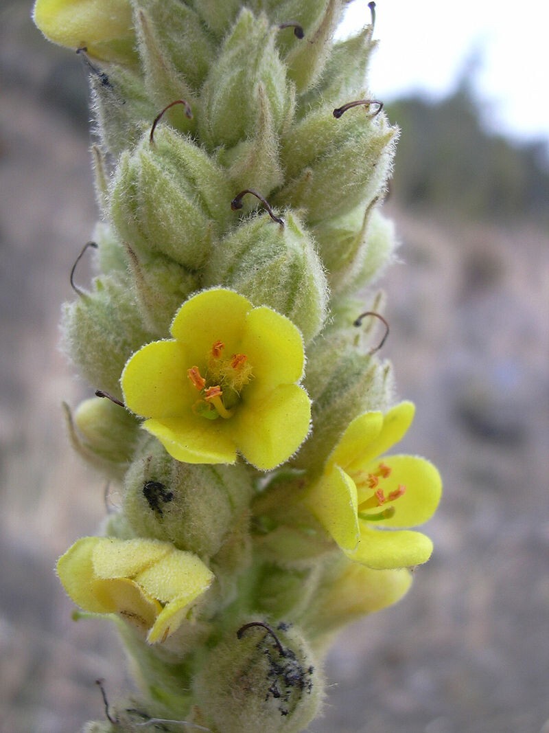 Common Mullein – 500 Seeds – Verbascum thapsus
